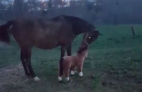 nope you are a fake horse